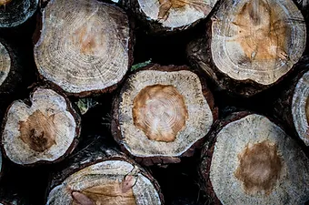 Naaldhout bomen waar goedkope witte houtpellets van worden gemaakt.